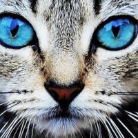室内で安心して過ごす猫