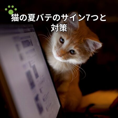 猫の夏バテのサイン7つと対策｜食欲不振・脱水を見逃さないために