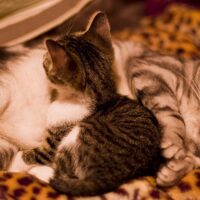 冬の猫は運動不足になりがち？寒い季節に室内で楽しく体を動かす7つの工夫