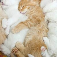 【2026年最新】自動猫トイレおすすめ5選！掃除の手間とニオイを全自動で解決
