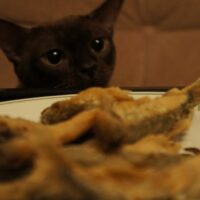 【2026年最新】子猫用キャットフードおすすめ5選!キトン向けドライ・パウチの選び方