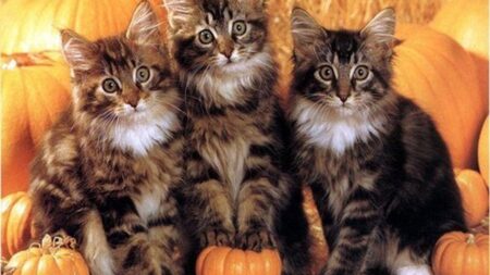 【2026年最新】猫用防災グッズおすすめ5選！同行避難に備える愛猫の非常持ち出し袋