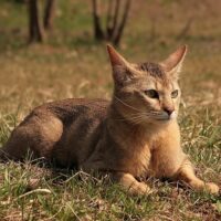 【2026年最新】猫用防災グッズおすすめ5選！避難用ケージ・持ち出しセットを徹底比較