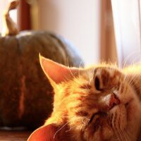猫の防災対策完全ガイド｜地震・台風に備える持ち出しグッズと同行避難の基礎知識