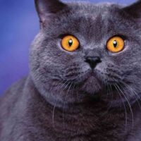 【2026年最新】猫用ブラッシンググローブおすすめ5選！なでるだけで抜け毛ごっそりのスキンシップケア