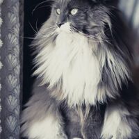 【2026年最新】猫用ケージおすすめ5選！2段・3段・大型を徹底比較
