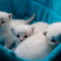 【2026年最新】猫用キャリーバッグおすすめ5選！通院・災害時に備える