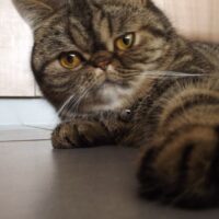 【2026年最新】猫の脱走防止グッズおすすめ5選！玄関・窓・網戸の対策を徹底比較