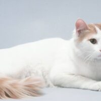 猫の脱走対策まとめ｜起きやすいシーン別の防止策と逃げた時の探し方