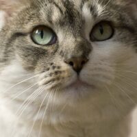 【2026年最新】猫のデンタルケア用品おすすめ5選！歯磨きガム・歯ブラシ・シートを徹底比較