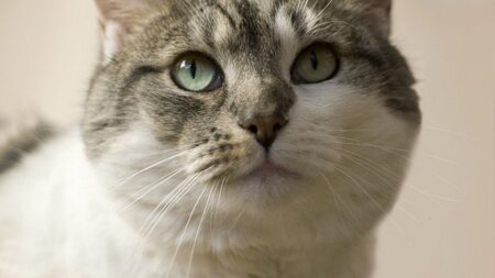 【2026年最新】猫のデンタルケア用品おすすめ5選！歯磨きガム・歯ブラシ・シートを徹底比較