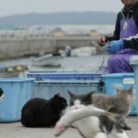 【2026年最新】猫用デンタルケアグッズおすすめ5選！歯磨きスナック・歯ブラシ・サプリを比較