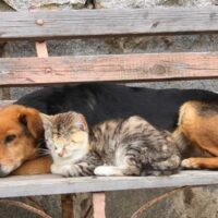 【2026年最新】猫ドア（ペットドア）おすすめ5選！ドア開けっ放し問題と暖房効率を一挙解決