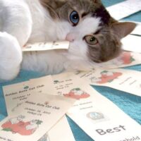 【2026年最新】猫用ドライシャンプーおすすめ5選！お風呂嫌いさんも水なしでふわふわ清潔