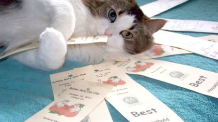 【2026年最新】猫用ドライシャンプーおすすめ5選！お風呂嫌いさんも水なしでふわふわ清潔