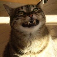 【2026年最新】猫の食器・フードボウルおすすめ5選！高さ・傾斜で食べやすさが変わる