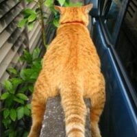 猫の冬の寒さ対策7つ｜寒がっているサインと快適な室温・留守番の注意点