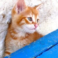 【2026年最新】猫用GPS・迷子防止トラッカーおすすめ5選！AirTag対応首輪も紹介