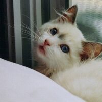 猫がごはんを吐き戻す原因と対策6つ｜早食い・食器の高さ・毛玉をまとめて見直そう