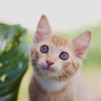 【2026年最新】猫用ヒーター・ホットカーペットおすすめ5選！寒がりさんの冬支度を徹底比較