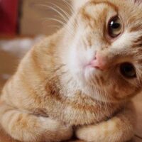 【2026年最新】猫の蹴りぐるみおすすめ5選！猫キック専用おもちゃでストレス発散