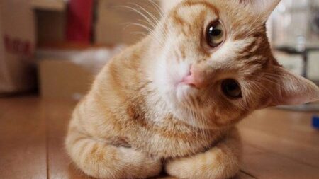 【2026年最新】猫の蹴りぐるみおすすめ5選！猫キック専用おもちゃでストレス発散