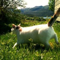 猫に危険な植物一覧｜ユリは花瓶の水もNG！誤食時の症状と対処法を解説