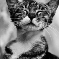 【2026年最新】猫用窓ハンモックおすすめ5選！日向ぼっこ×外眺めの特等席を窓辺に