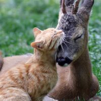【2026年最新】猫の無添加おやつおすすめ5選！フリーズドライ・国産で安心