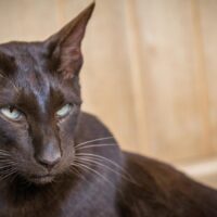 【2026年最新】猫のノミ・ダニ対策グッズおすすめ5選！予防首輪・スプレー・コームを比較