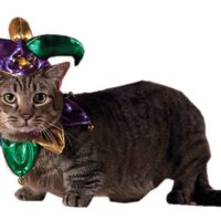 【2026年最新】猫の抜け毛掃除グッズおすすめ5選！カーペット・服・ソファの毛を一網打尽