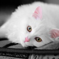 【2026年最新】猫のおもちゃおすすめ5選！電動・一人遊びで運動不足を解消
