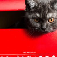 猫の留守番は何時間まで大丈夫？安心して出かけるための準備7つと帰宅後のチェック