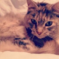 猫の静電気・乾燥対策6つ｜冬のパチパチ・フケ・カサカサ肉球をまとめてケア
