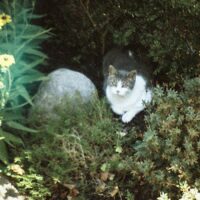 【2026年最新】猫用食事マット（ランチョンマット）おすすめ5選！食べこぼし・水はね掃除を10秒に