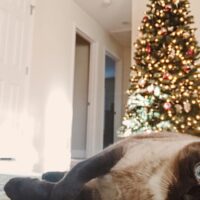 【2026年最新】猫用スープおやつおすすめ5選！冬の水分補給は「飲む」より「食べる」が正解