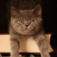 猫の多頭飼いを始める前に知っておきたいこと｜相性の見極めと先住猫との対面ステップ