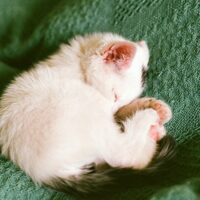 【2026年最新】猫トイレの消臭グッズおすすめ5選！無香料・猫にやさしいニオイ対策