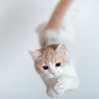 【2026年最新】猫用爪切りおすすめ5選！ギロチン・電動やすりを徹底比較