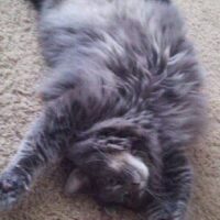 猫の爪切りのやり方とコツ｜嫌がる子でもできる5ステップと暴れる時の対処法