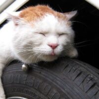 【2026年最新】猫の爪とぎおすすめ5選！ポール・ダンボール・ベッド型を徹底比較
