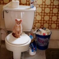 【2026年最新】猫トンネルおすすめ5選！隠れて・走って・待ち伏せる本能を満たす遊び場
