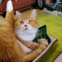 猫のワクチンは室内飼いでも必要？防げる病気・接種頻度・当日の注意点を解説