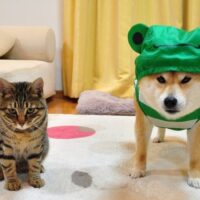 【2026年最新】猫のウェットフード・パウチおすすめ5選！水分補給も兼ねる冬の強い味方