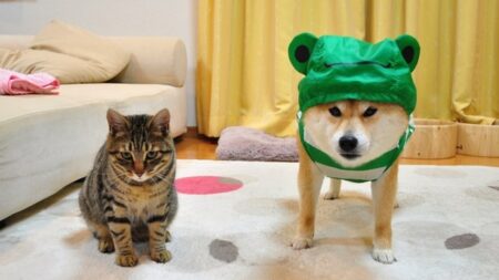 【2026年最新】猫のウェットフード・パウチおすすめ5選！水分補給も兼ねる冬の強い味方