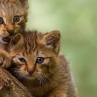 【2026年最新】猫用ウェットフードおすすめ5選！総合栄養食・無添加パウチを徹底比較