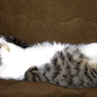 【2026年最新】猫用湯たんぽ・レンジ式ヒーターおすすめ5選！電気なしのじんわり暖房