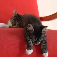 【2026年最新】猫草・またたびおすすめ5選！毛玉ケアとストレス解消の自然派アイテム