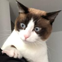 【2026年最新】猫の脱走防止ペットゲートおすすめ5選！玄関・廊下の「登れない」対策