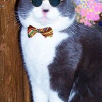 【2026年最新】ペット用毛布・ブランケットおすすめ5選！猫の寝床の「もう一枚」で暖かさが変わる